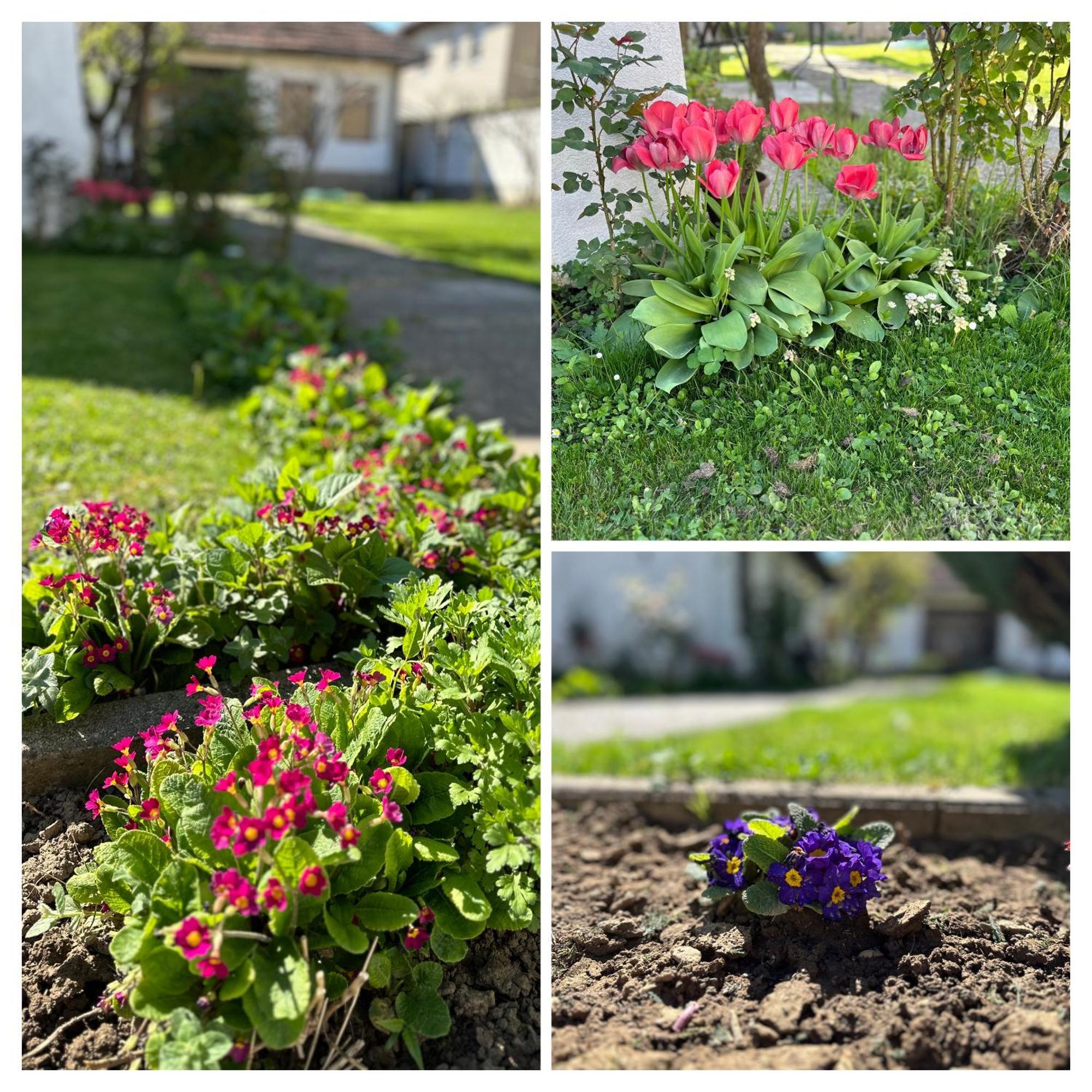 Garden Guesthouse Gjakova Eksteriør billede